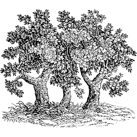 Illustration of three trees with lush foliage, surrounded by grass.